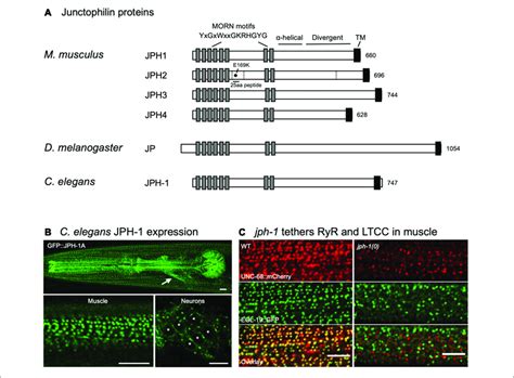 jlph1|JPH1 Gene .